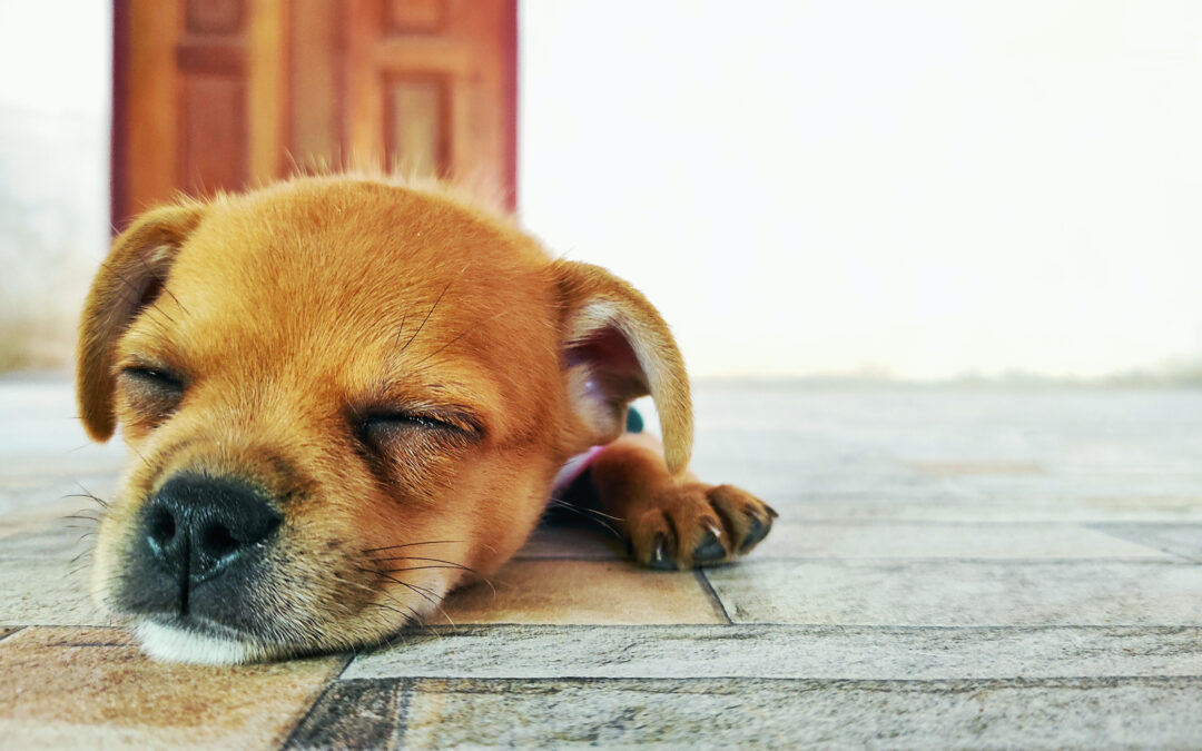 Pawsitive Vibes: The Healing Power of Pets for Your Soul